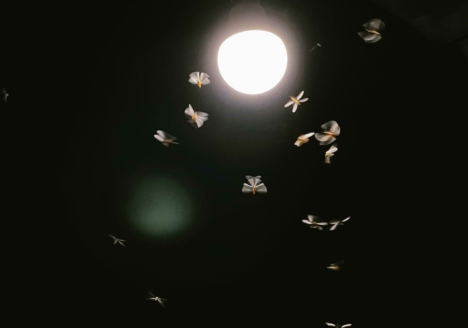 eine lange nacht musik 2023